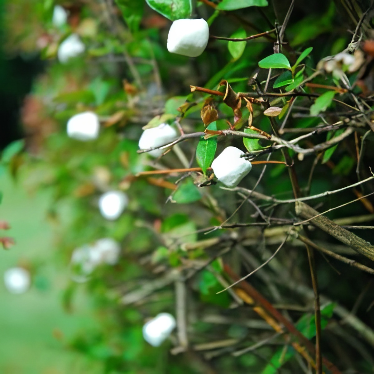 Pick some marshmallows outside under a marshmallow fruit bearing tree this April Fools!