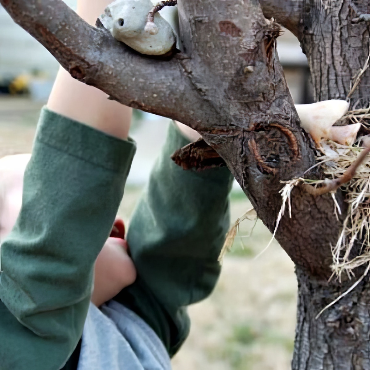 building-nests-in-tree-kab, nest-hunting activity, fun family spring activities, activities in spring