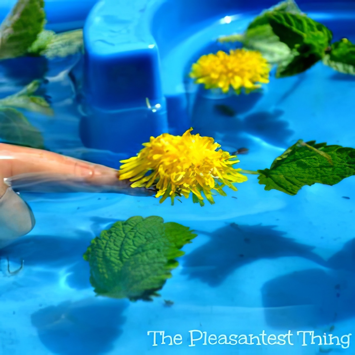 dandelion floating in a water play sensory table as sensory bins for preschoolers