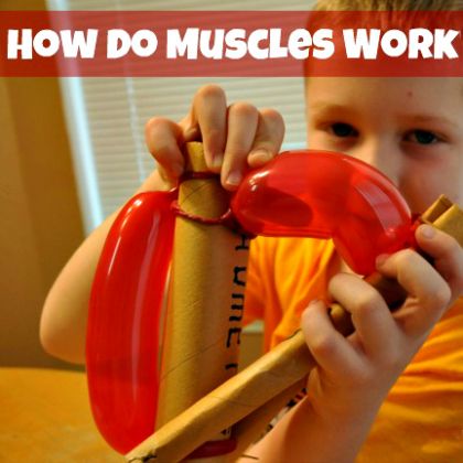 how-do-muscles-work, Awesome Balloon Science Experiments