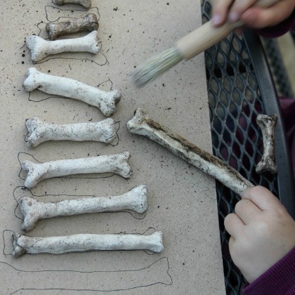 Dinosaur Bone Size Sorting, Delightful Dinosaur Activities for Kids