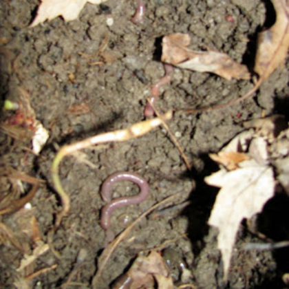  Explore And Dig Real Worms Outside with the kids!