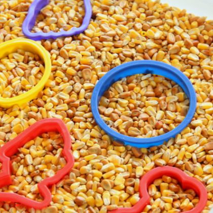 Corn and Cookie Cutters Fall Sensory Bin by The OT Tool Box- 5 different cookie cutter for kids and field corn