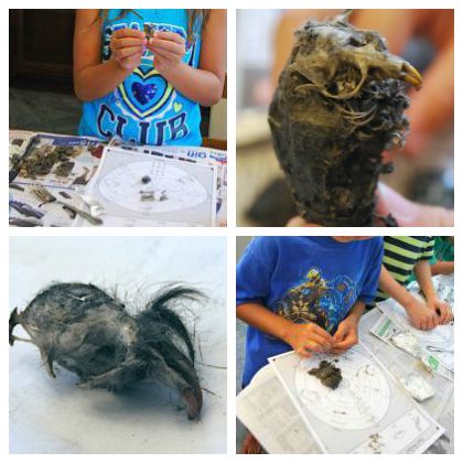 Dissect an Owl Pellet - Fall Stem Idea with the kids now!