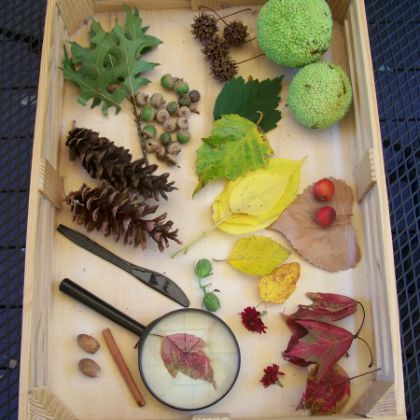 Explore Fall Nature by KC Edventures- Leaves, acorn, nuts, tools in a tray for kids fall sensory bin