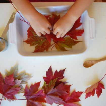 Fall Stem Idea - Preserve Leaves in Glycerin with the kids today!
