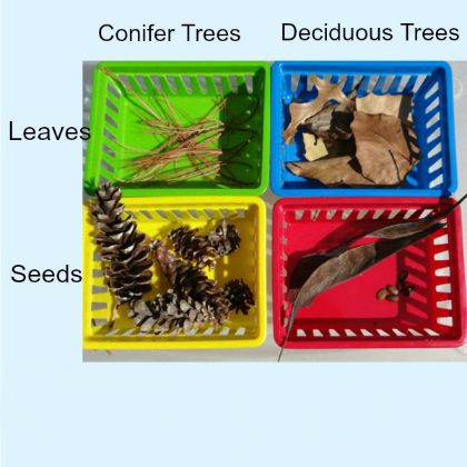 Fall Stem Ideas Sorting Leaves and Seeds with the kids!