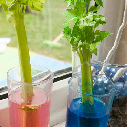 Celery Plant Osmosis Experiment with the kids!