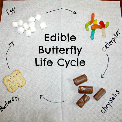 Edible Butterfly Life Cycle to learn with the kids!